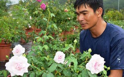 U40 trồng 400 cây hoa hồng cổ "tuổi lão làng" ở Lâm Đồng