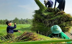 Đi cắt cỏ năng bán cho thương lái, mỗi ghe thu lãi 1 triệu đồng