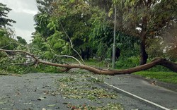 TT-Huế: Nhiều cây xanh gãy đổ, mưa lớn uy hiếp 1.100ha lúa hè thu