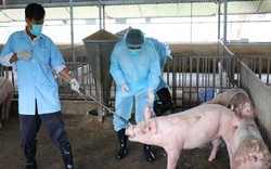 Nóng: Tỉnh cuối cùng của cả nước công bố nhiễm dịch tả lợn châu Phi