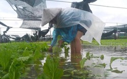 Nghệ An: Mưa gió khiến nhà màng rách te tua, giá rau tăng vù vù