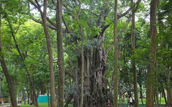 Ảnh-clip: Những cây cổ thụ "khủng", kỳ dị có một không hai ở Hà Nội