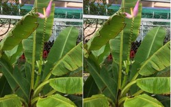 Độc và lạ: Cây chuối cao 2m trổ buồng như ...hoa sen ở Đồng Tháp
