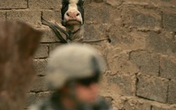 Khủng bố IS biến bò thành "chiến binh cảm tử"