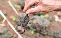 Loại dung dịch chết người không ngờ đắt ngang kim cương, có tiền khó mua được