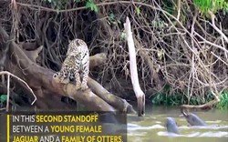 Video: Báo đốm ra bờ sông săn mồi, bị "báo nước" dọa cho sợ khiếp vía