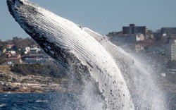Cá voi khổng lồ lao lên mặt nước ngay sát thuyền du lịch
