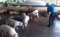 Nuôi lợn, gia cầm bền vững: Lập “hàng rào” an toàn sinh học
