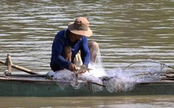 Miền Tây mùa nước nổi: Lũ đỏ ngầu tràn đồng, đã bắt được cá linh