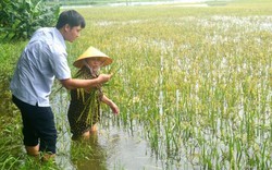 3.000 ha lúa hè thu ở Nghệ An mất trắng do mưa lũ