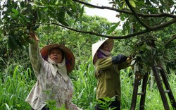 Miệt mài làm việc này, không ngờ có ngày đất cằn trả ơn "vàng"