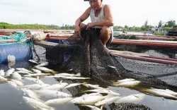 85 tấn cá chết bí ẩn trong một đêm, nông dân "khóc ròng"