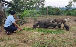 Nghệ An: Chủ tịch Hội ăn nên làm ra nhờ loài lợn "nghịch như giặc"