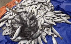Hé lộ nguyên nhân khiến gần 100 tấn cá ở Hà Tĩnh chết trắng sau một đêm