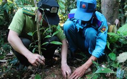 "Báu vật" sâm quý trên dãy Trường Sơn, củ to như ngón tay, dài nửa mét