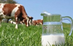 5 đặc quyền cho người dùng sữa organic chuẩn Hà Lan