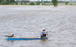 Đầu nguồn An Giang: Xả lũ vào đồng lút gốc rạ, dồi dào phù sa