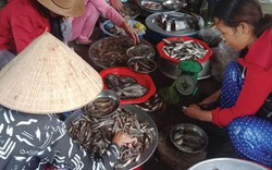 Mùa lũ-mùa cá nhảy ở Thừa Thiên Huế