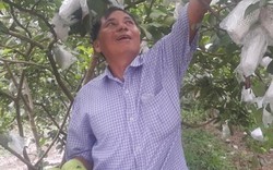 Ninh Bình: Trồng 200 cây ổi lê Đài Loan, hái 1 tạ trái/ngày, lái mua sạch