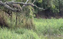 Khoảnh khắc báo đốm phi thân từ trên cây xuống nước cắn vỡ sọ cá sấu