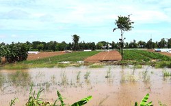 Đồng Tháp: Nước lũ lên nhanh, dân bán vội đu đủ non vớt vát