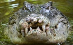 Philippines: Thiếu niên bị cá sấu đớp vào gáy lôi đi, ngày hôm sau thấy cảnh đau lòng