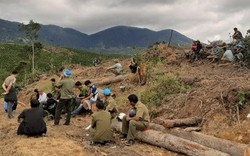 Lâm Đồng: Phá hơn 2ha rừng để chiếm đất sản xuất