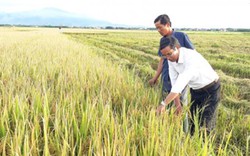 Việt Nam vào top 15 nước phát triển nông nghiệp hữu cơ: Có khả thi?