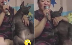 Clip: Chó mập làm "tay vịn" ngồi nghe hát karaoke gây sốt