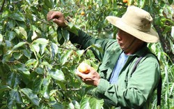 Bỏ cây thuốc phiện trồng hồng, nông dân Kỳ Sơn tha hồ hái ra tiền