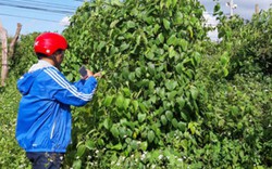 “Vỡ mộng” với cây sachi (bài cuối): Thông tin đầy đủ, thận trọng