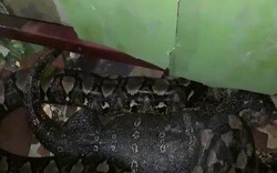 Video: Kỳ đà bị trăn khủng nuốt chửng vào bụng, không ngờ vẫn trở về từ cõi chết