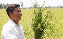 Kiên Giang:  "Biến" cả chục ha đất cằn thành ruộng lúa nếp thơm lừng