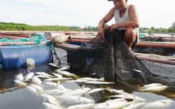 Nguyên nhân không thể ngờ khiến gần 100 tấn cá ở Hà Tĩnh chết trắng