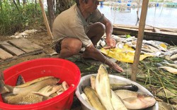 Đã tìm ra "thủ phạm" khiến 130 tấn cá chết trắng lồng ở Huế