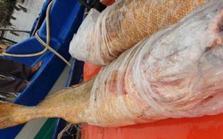Ngư dân Cà Mau bắt được cặp cá toàn thân vàng óng, nặng 70kg