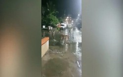 Ấn Độ: Choáng cảnh 7 con sư tử tràn ra đường phố vào ban đêm