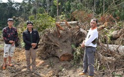 Chủ tịch UBND tỉnh Lâm Đồng: Khởi tố ngay vụ mở đường phá 2,5ha rừng