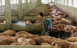 Trung Quốc vật lộn với "cơn khát" thịt lợn