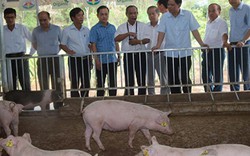 Thứ trưởng Bộ NNPTNT: Đảm bảo an toàn sinh học mới nuôi lợn trở lại