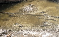 Bất ngờ rải đá trắng xuống sông Tô Lịch trước ngày “bảo bối” Nhật hết hạn thử nghiệm