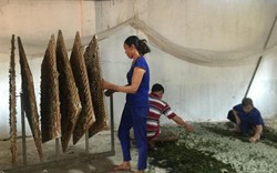 Lâm Đồng: Giá kén giảm mạnh, nhiều hộ phải ngừng nuôi tằm