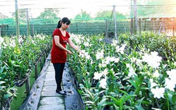 Nữ thạc sỹ bỏ việc nghiên cứu về rốn phèn trồng hoa lan làm giàu