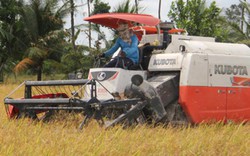 Sản xuất lúa gạo: Yếu công nghệ, liên tục "khát" vốn