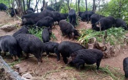 Giống lợn ăn nhân sâm, đông trùng hạ thảo,... giá 6,5 triệu đồng/kg