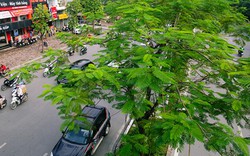 Cây xanh Hà Nội sau 3 năm chiến dịch phủ xanh đô thị giờ ra sao?