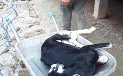 Lào Cai: Hơn 80 con dê bỗng lăn ra chết tức tưởi, nghi hít khí độc