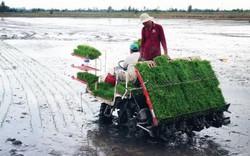 Việt Nam mới chỉ có giống lúa chịu mặn “nửa mùa”