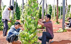 "Vương quốc hồ tiêu": 10 người 9 người mắc nợ, tán gia bại sản