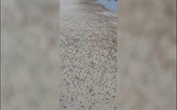 Rùng mình hàng nghìn con cua ma "xâm chiếm" bãi biển Thái Lan